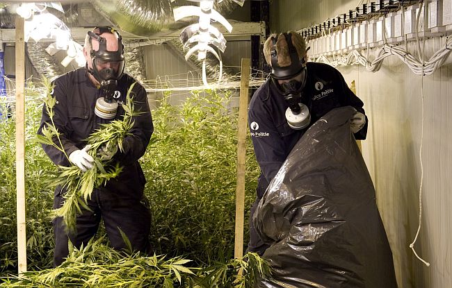 Police Officers rermoving the cannabis plantation...